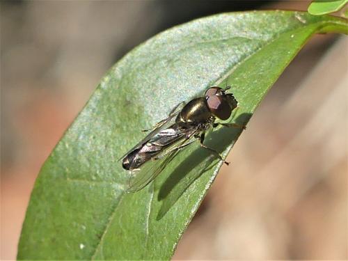 Réf. 249 642 : Platycheirus sp.